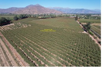 Parcela 18,65 H&aacute; Ciruela Cerezos Riego Goteo Pozo Profundo Construcciones