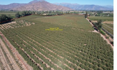 Parcela 18,65 Há Ciruela Cerezos Riego Goteo Pozo Profundo Construcciones